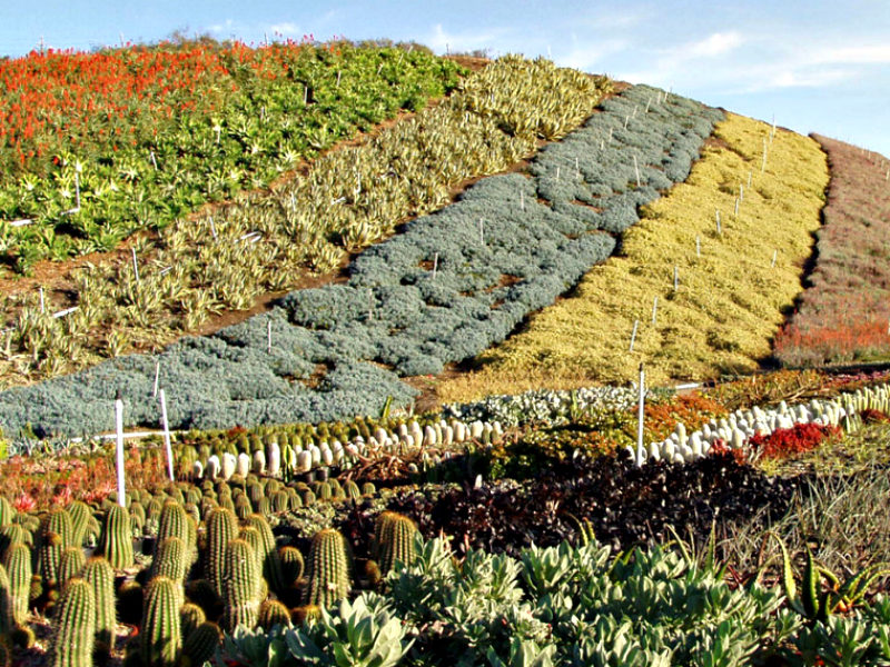 Growing Health at Altman Plants, Inc.
