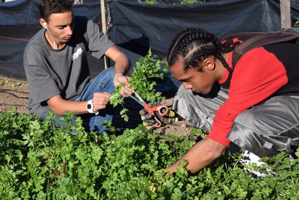 Second Chance Youth Garden