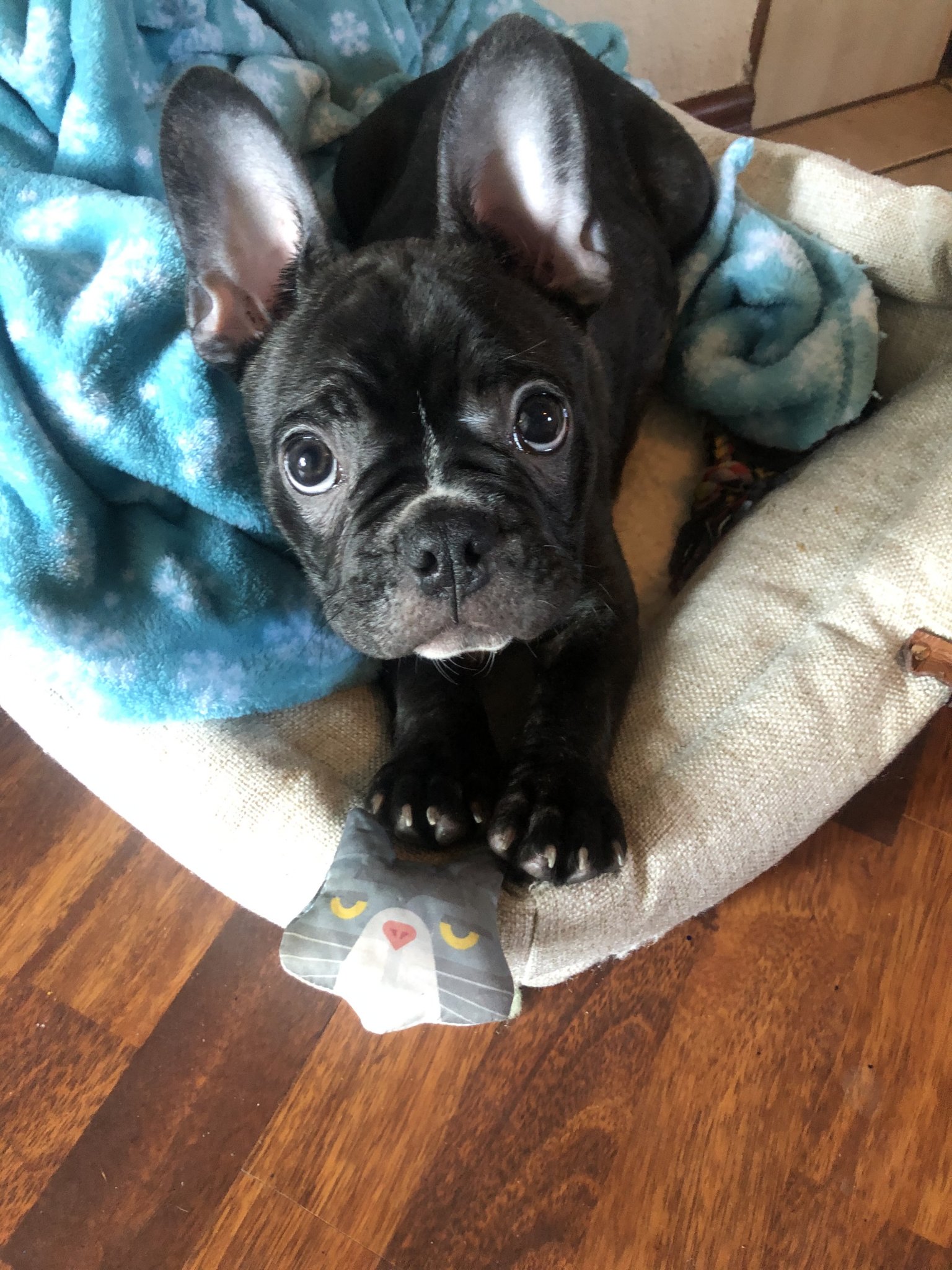 Ucsd Pet Insuranceterms Of Use - x6q79au